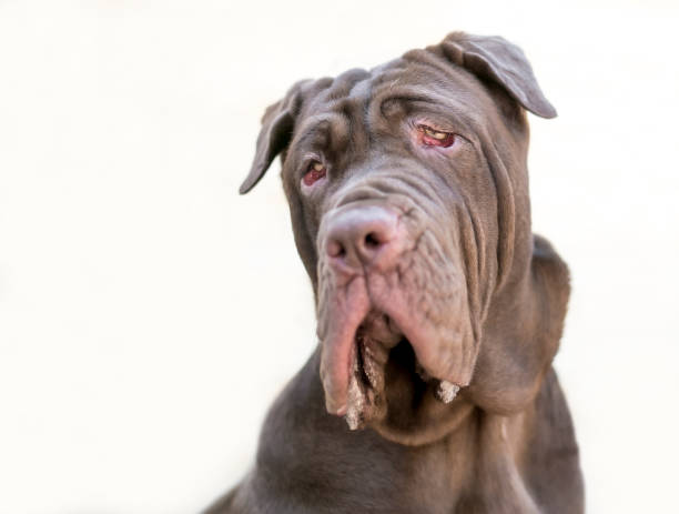 A Neapolitan Mastiff dog with ectropion A purebred Neapolitan Mastiff dog with ectropion animal saliva stock pictures, royalty-free photos & images