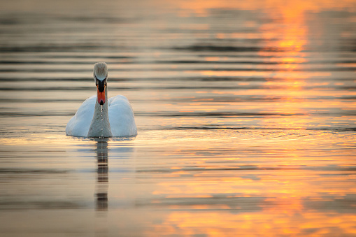 White swan floating in the water at sunset