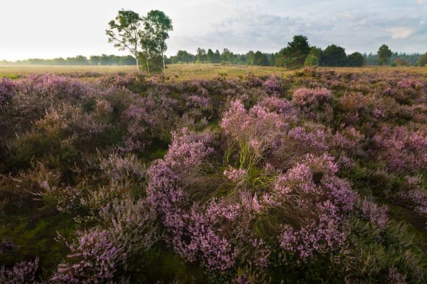 istock Blooming heathen in the morning 1297051206