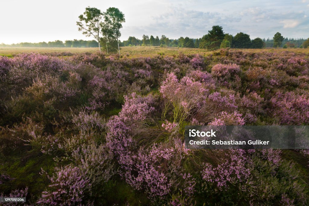 Blooming heathen in the morning Blooming heathen in the morning with a birch in the background Autumn Stock Photo