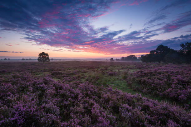 istock Blooming heathen in The Netherlands during sunrise 1297051214