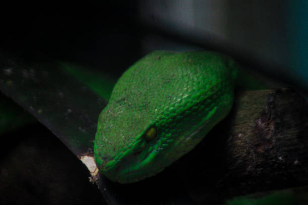 istock The green snake is waiting for its prey on the tree branch 1297051534