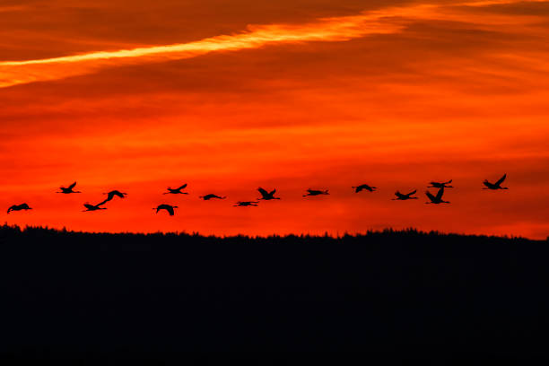 Flock of Cranes flying over the forest in sunset light