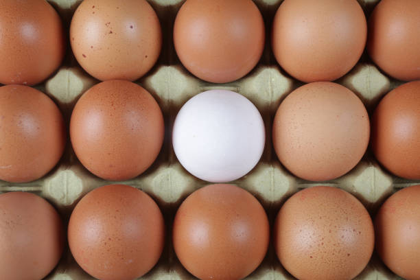 istock raw brown eggs and one white egg in a  carton packaging 1297053211