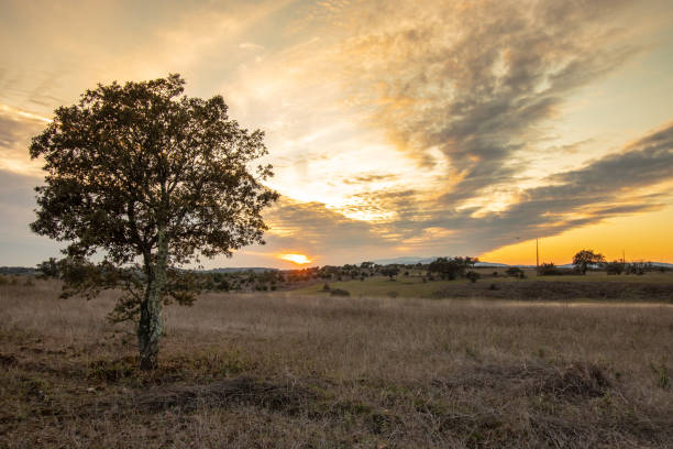 istock Great plain, with isolated tree during a wonderful sunset, wonderful rural landscape, Castelo Branco, Portugal 1297055402