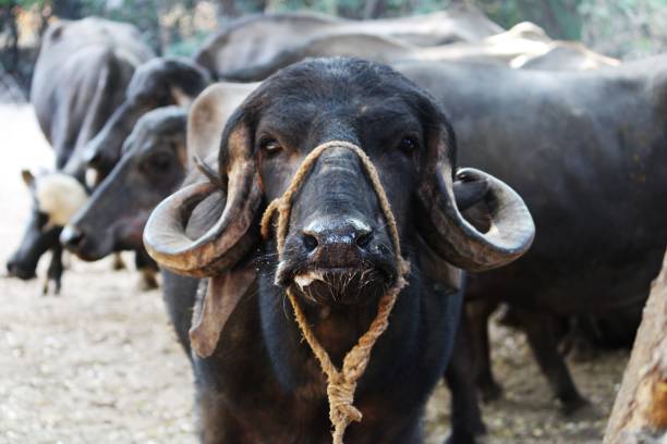 bufalo nero con corna giganti - bufalo africano foto e immagini stock