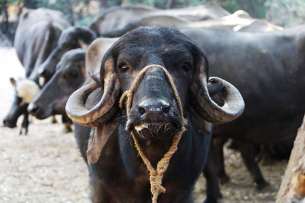 búfalo preto com chifres gigantes - búfalo africano - fotografias e filmes do acervo