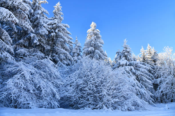 beautiful winter landscape in the rhön - 7585 imagens e fotografias de stock