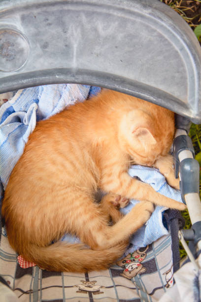 istock Little red cat sleeps in a stroller outdoors 1297055822