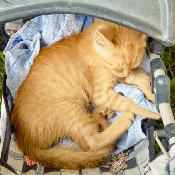 istock Little red cat sleeps in a stroller outdoors 1297055929