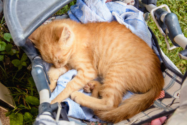 istock Little red cat sleeps in a stroller outdoors 1297055955