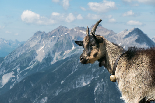 Goat in the European Alps. In the background the mountain range of the Lechtal Alps. Tyrol, West Austria. Photo was made near the Glanderspitze, looking in north western direction