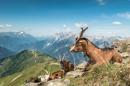 Mountain goats in the European Alps. In the background the mountain range of the Lechtal Alps. Tyrol, West Austria. Photo was made near the Glanderspitze, looking in north western direction
