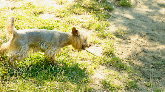 Little dog for a walk, Dog, small, white dog, animal, home pet, four-legged friend, park, nature, street