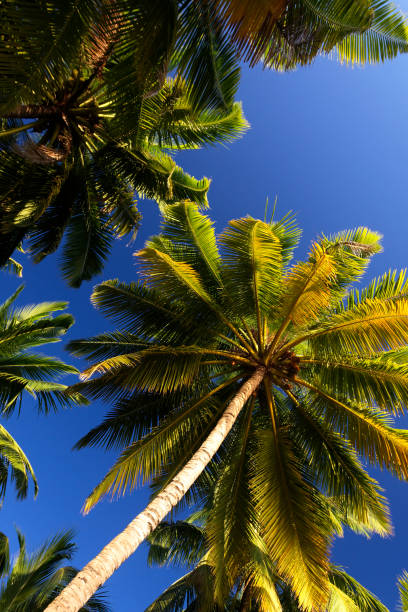 istock Palms on Andaman islands, India 1297057152