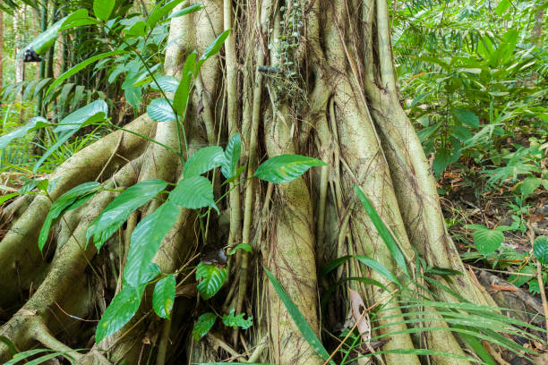 istock Buttress root on a tree in a rainforest of Andaman islands 1297057248