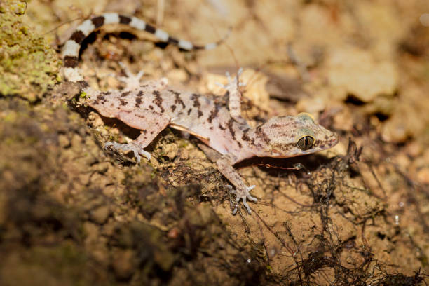 istock Gecko lizard  in the night, Andaman rainforest, India 1297057490