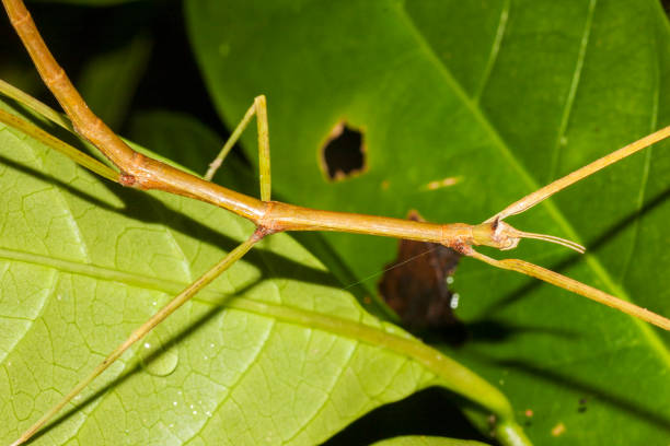 istock Stick insect from Andaman islands 1297057493