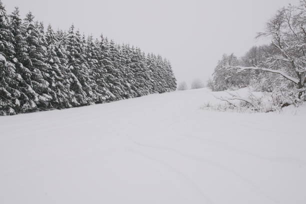 snow-covered bushes and trees after snowfall