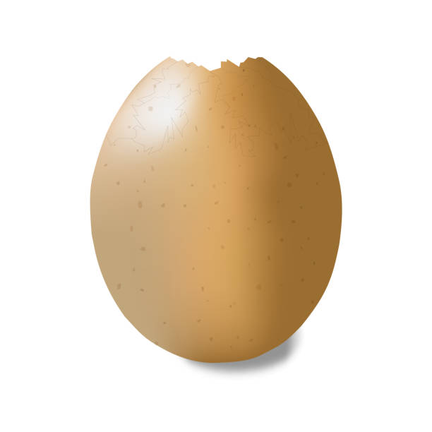 흰색 배경에 고립 된 깨진 계란의 벡터 그림. - white background brown animal egg ellipse stock illustrations