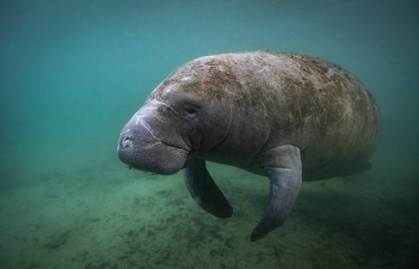 350 Manatee Sea Cow Stock Photos Pictures Royalty Free Images iStock 350 Manatee Sea Cow Stock Photos Pictures Royalty Free Images iStock