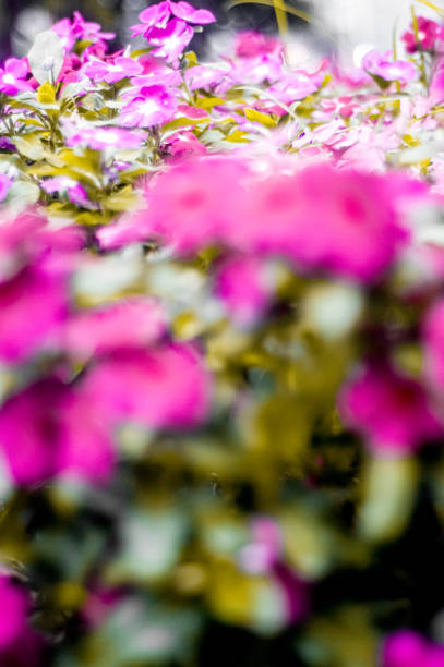 istock pink flowers in a square 1297057860