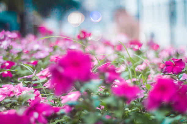 pink flowers in a square