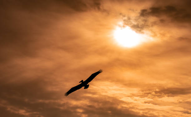 istock Pelican in Florida 1297058735