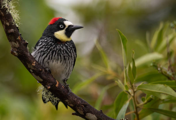 istock Acorn Woodpecker Portrait 1297058761