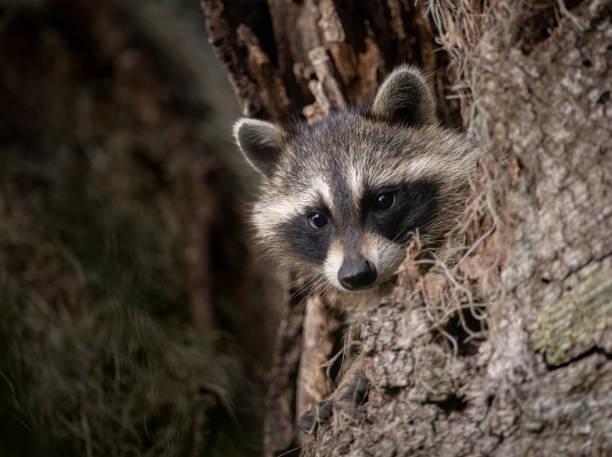 istock Raccoon in a Swamp 1297058840