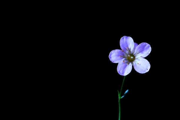 istock Beautiful flowers from my garden 1297059216