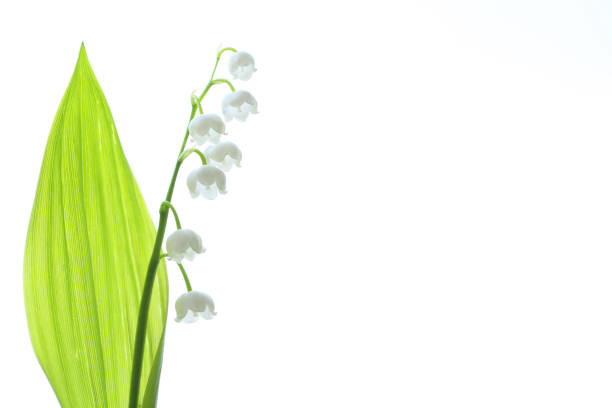 istock Beautiful flowers from my garden 1297059257