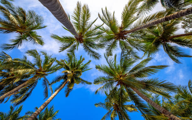 istock Bottom view of coconut trees in tropical beaches Thailand. 1297059309
