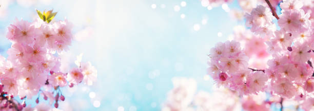 Dreamy pink cherry blossoming branches against blue sky in sunlight. Nature spring background from pink sakura flowers with bokeh outdoors, banner format.