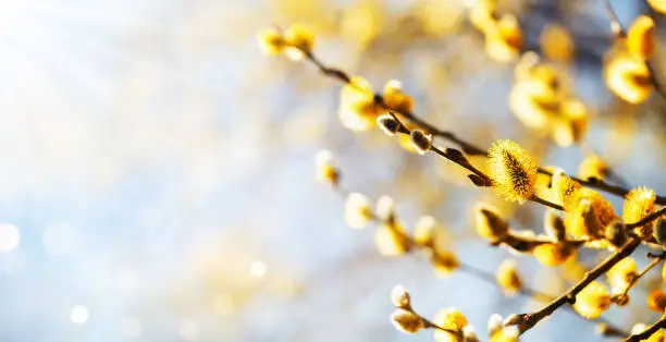 Easter or spring background with flowering willow branches against blue sky in sunlight and bokeh.