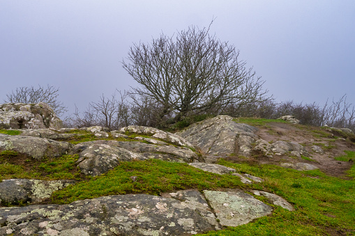 A tree in a windy and misty landscape. Green grass and stones in the foreground. Picture from Kullen nature reserve, Scania county, Sweden