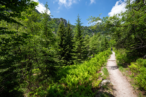 Czech Republic: Trees and rock in the Krkonose National Park.