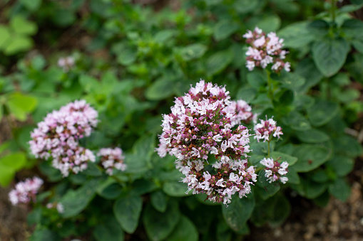 Oregano plant covered with small purple flowers. Origanum vulgare or wild marjoram.