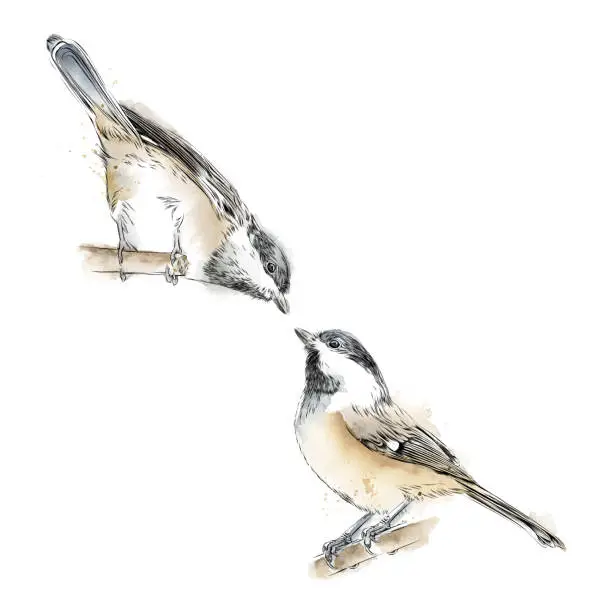 Vector illustration of Set of Cute Chickadees in Watercolor and Ink. Vector EPS10 Illustration