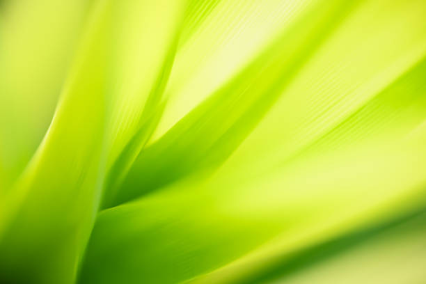 istock Abstract blurred out of focus and blurred green leaf nature background under sunlight with bokeh and copy space using as background natural plants landscape, ecology wallpaper concept. 1297062641