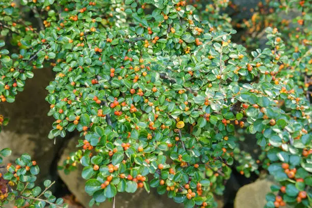 Autumn Red Berries and Green Leaves of the Dwarf Cotoneaster horizontalis Rock or Wall in a Garden.