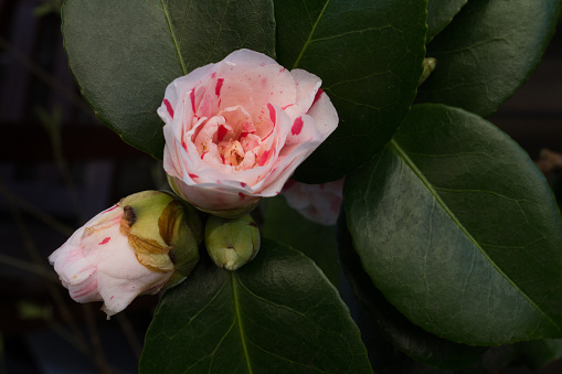 Camellia flower in a garden.