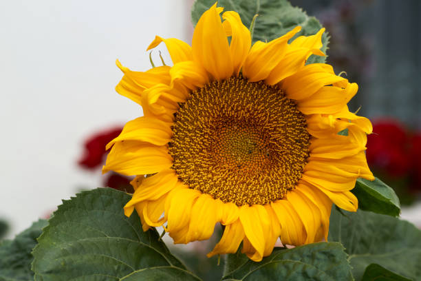 Bright yellow sunflower close-up. Summer flowers, sunflower seeds.