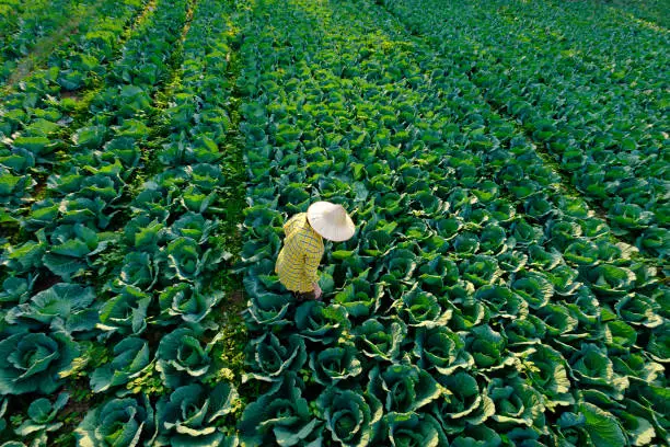 Photo of Female farmer with the straw hat is gardening and agricultural activity in the cabbage vegetable field