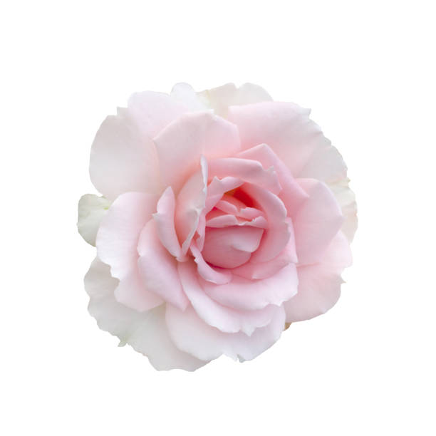 Fresh beautiful pink rose isolated on a white background