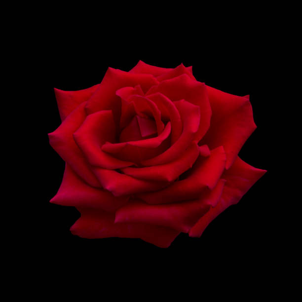 istock Dark red rose is on black background 1297068541