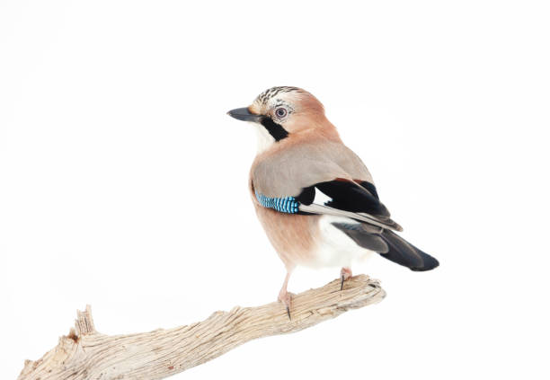 istock Eurasian jay perched on a tree branch in winter 1297068960