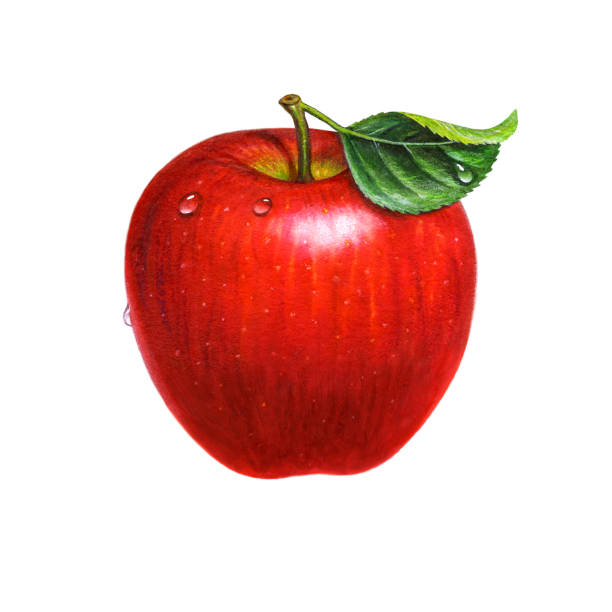 apple solo - drop red delicious apple apple fruit stock illustrations