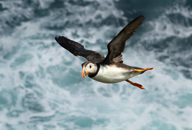 istock Atlantic puffin in flight over stormy waters 1297069036