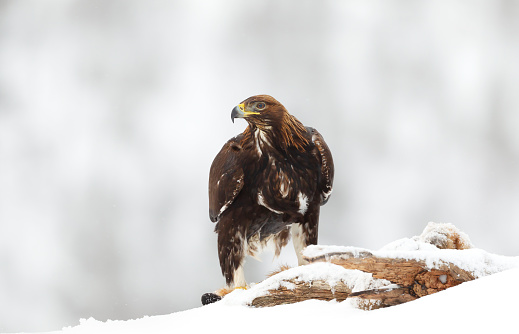 Close up of a Golden Eagle (Aquila chrysaetos) in the highlands of Norway in winter.